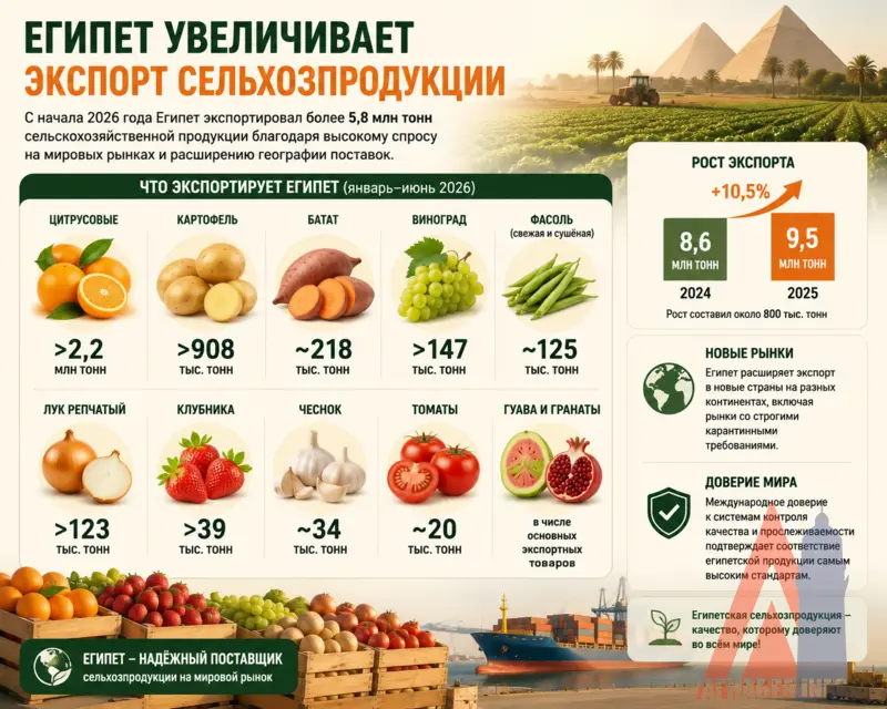 Египет наращивает экспорт цитрусовых, картофеля и винограда