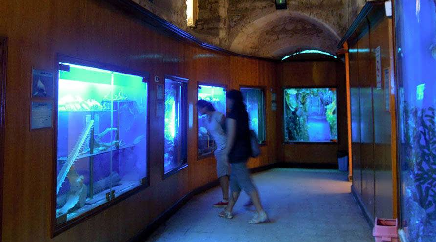 Морская жизнь Египта в музее Кайтбея